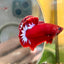 Red Fancy Hellboy Plakat - Male Betta 102