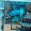 Blue Fancy Halfmoon - Male Betta 040