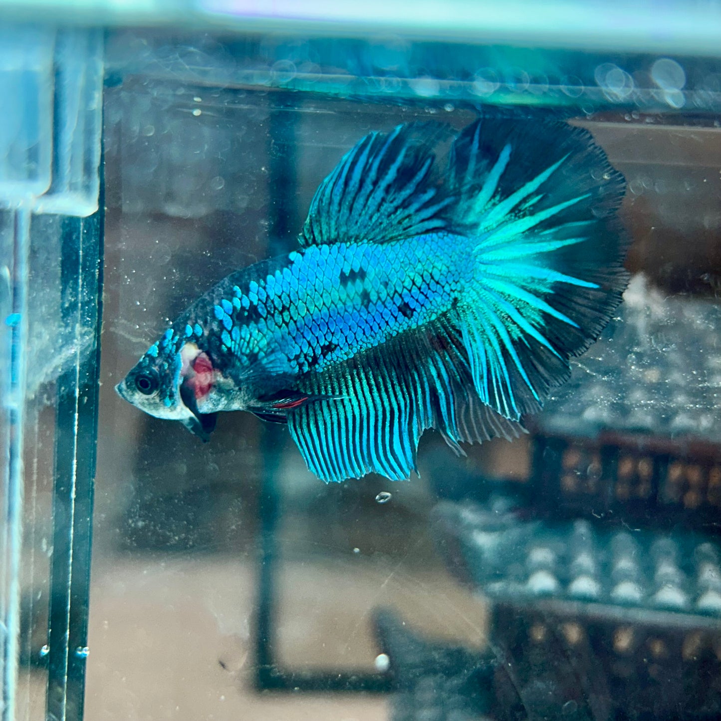 Blue Fancy Halfmoon - Male Betta 040