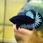 Black Light Steel Blue Plakat - Male betta 038