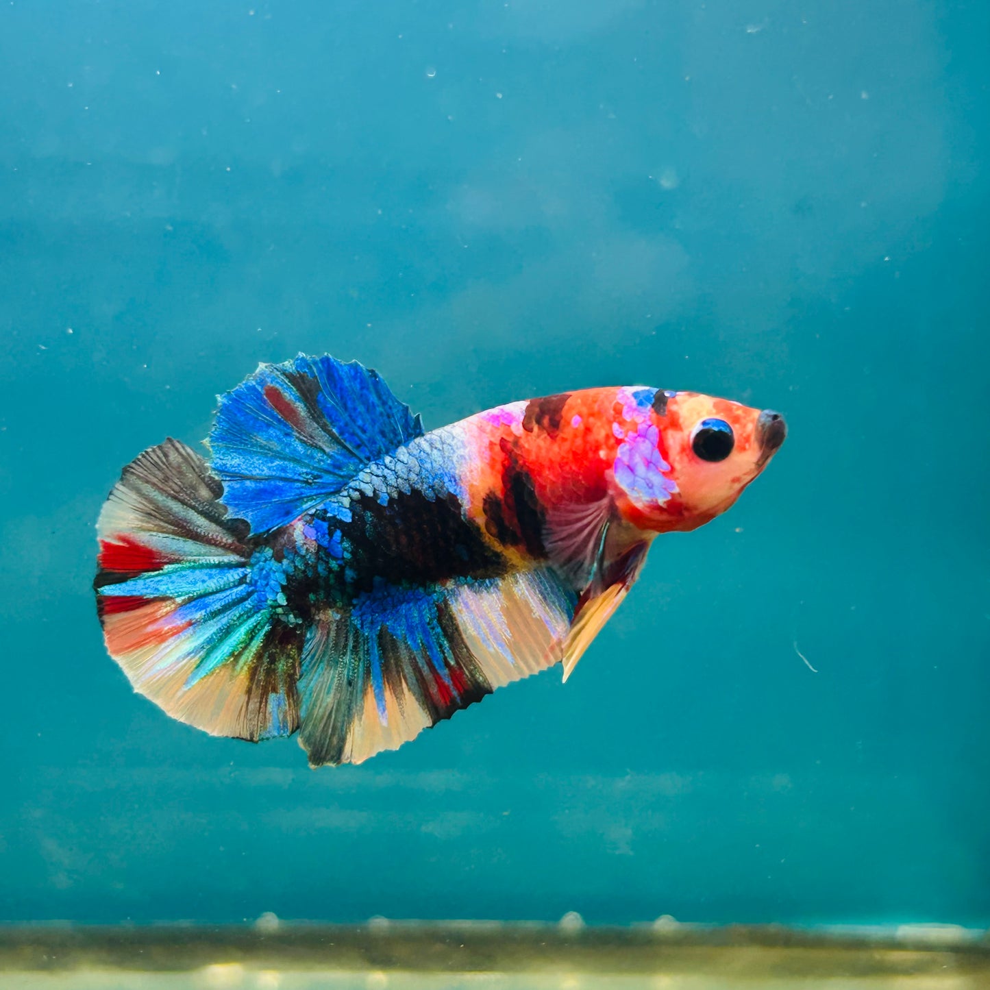 Multicolor Koi Plakat - Male Betta A110