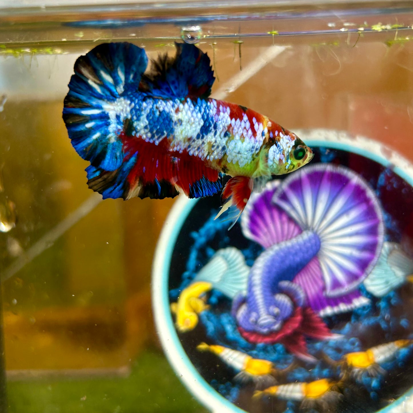 Multicolor Koi Neon Plakat - Male Betta 082