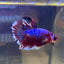 Red Barongsai Plakat - Male Betta 071