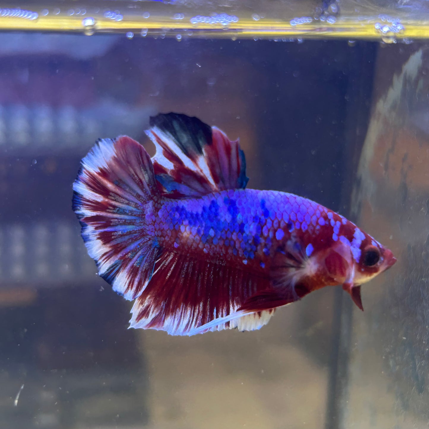 Red Barongsai Plakat - Male Betta 071