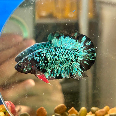 Avarta Green Plakat - Male Betta 072