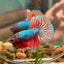 Red Fancy Halfmoon - Male Betta 123