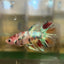 Koi Crowntail - Male Betta 23