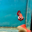 Red Koi Copper Plakat - Male Betta A23