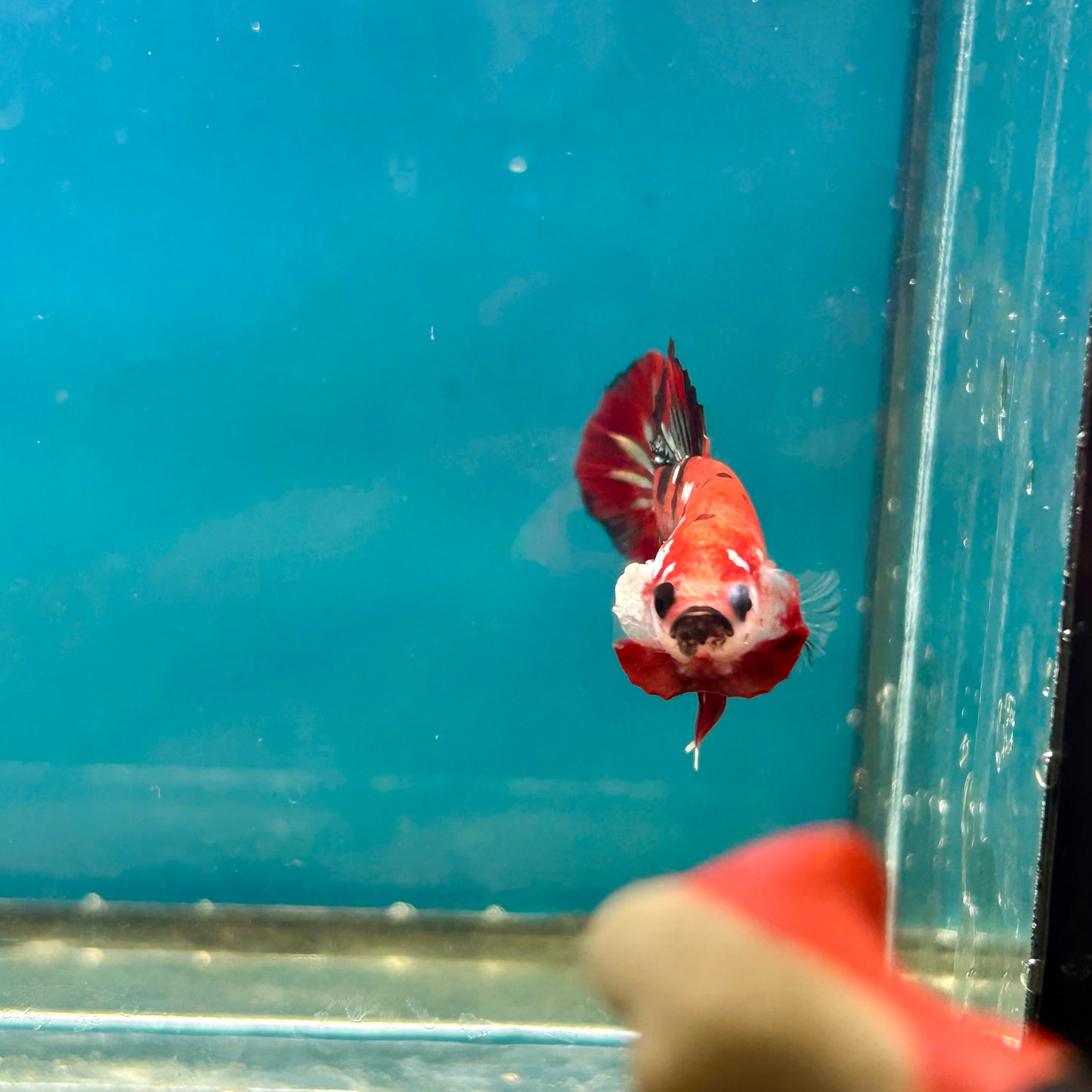 Red Koi Copper Plakat - Male Betta A23