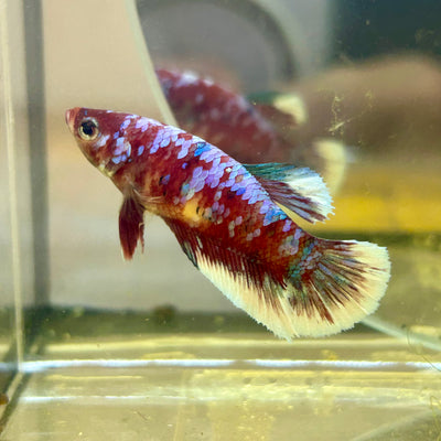 Red Koi Galaxy Plakat - Female Betta 023