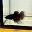 Black Orchid Crowntail - Female Betta CF1