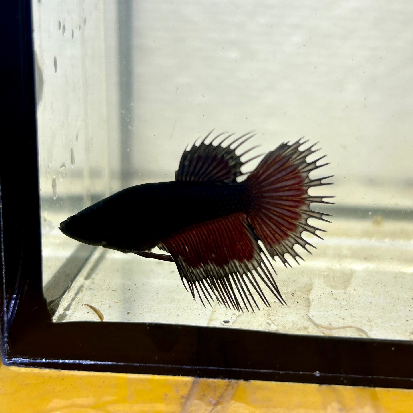 Black Orchid Crowntail - Female Betta CF1