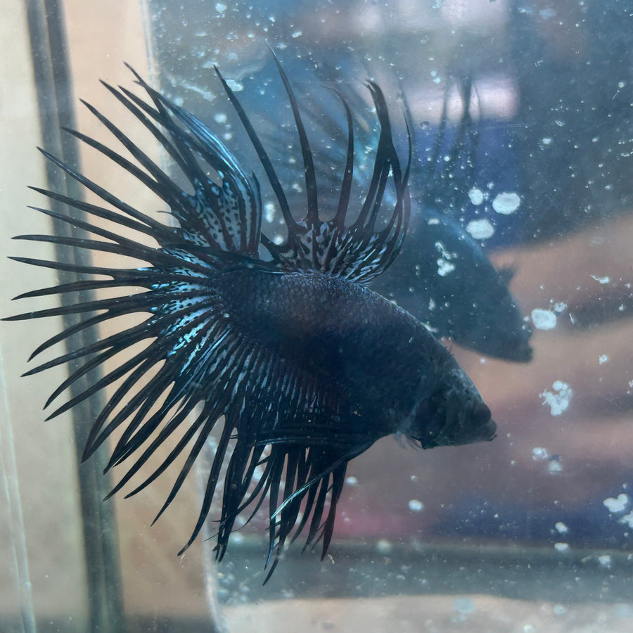 Black Orchid Crowntail - Male Betta #Au92