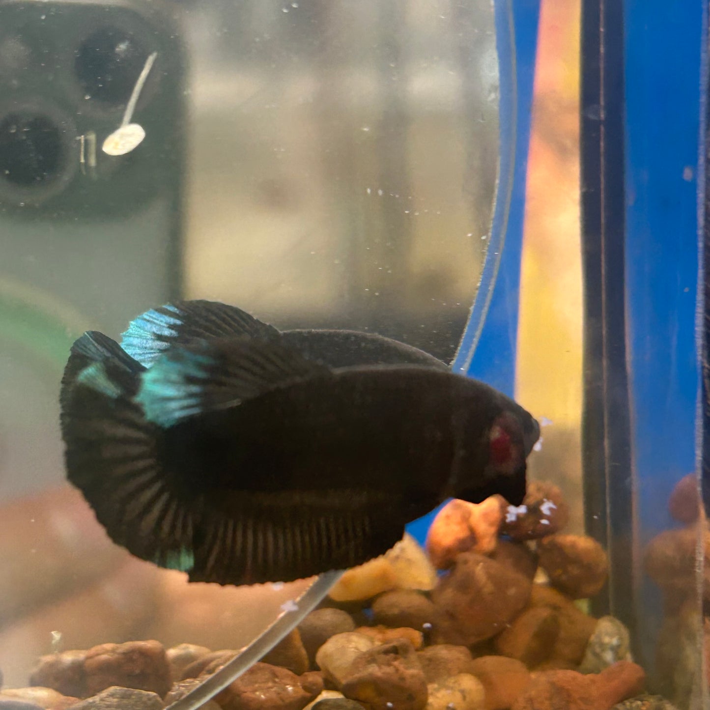 Avarta Black Plakat - Male Betta 098 Homebred