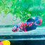 Plakat Red Koi Galaxy Female Betta #170