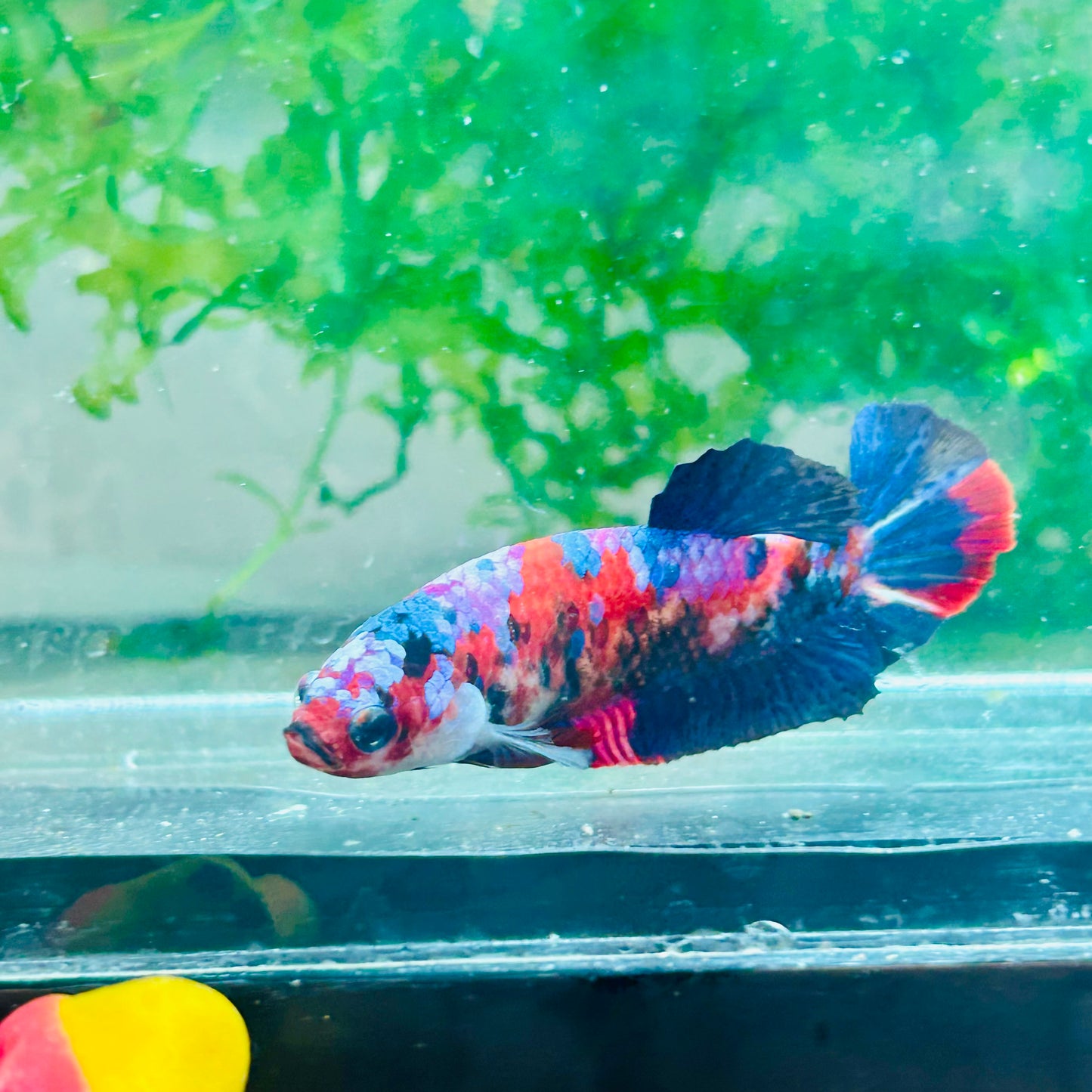 Plakat Red Koi Galaxy Female Betta #170