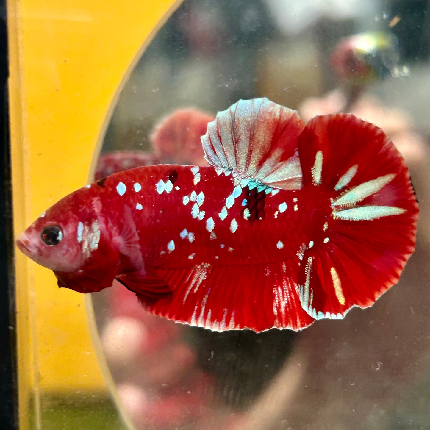 Koi Red Galaxy Gold Plakat - Male Betta 068