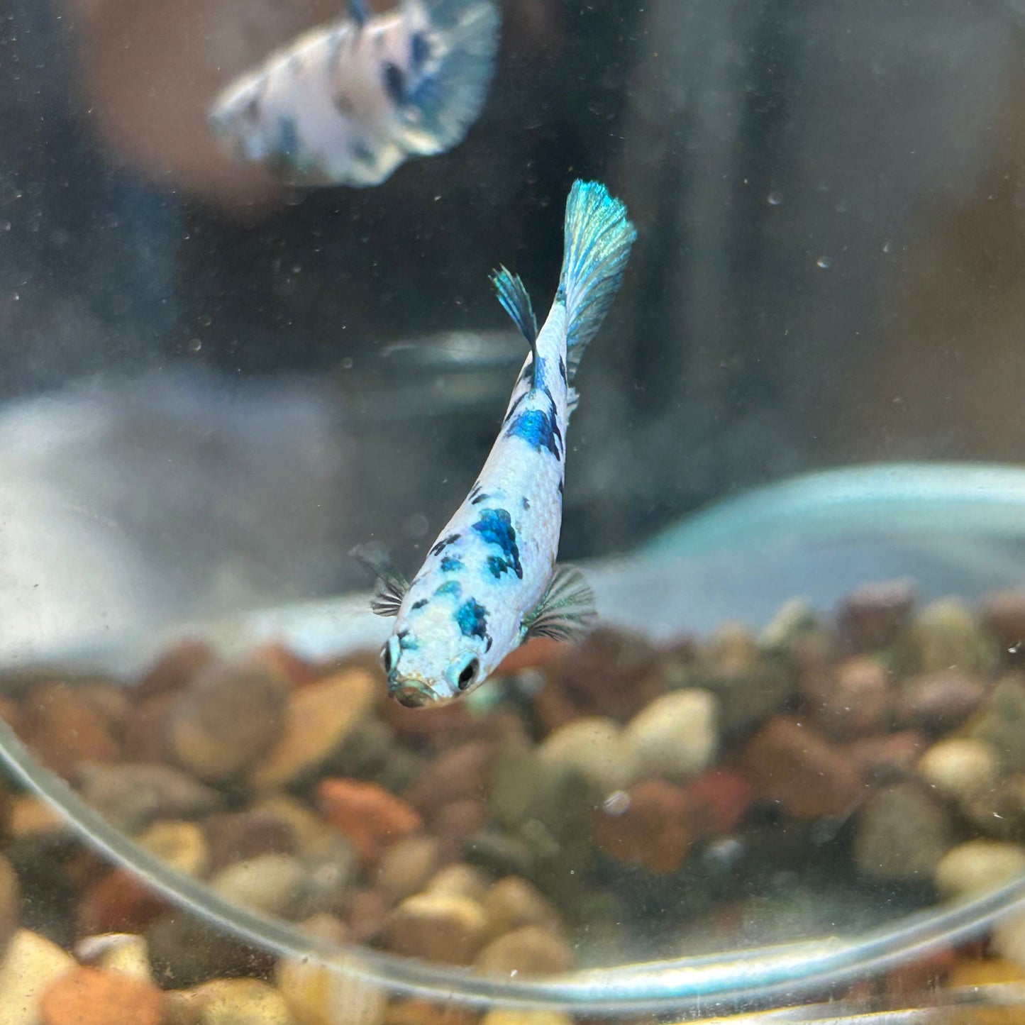 Blue Marble Dot Plakat - Female betta 114