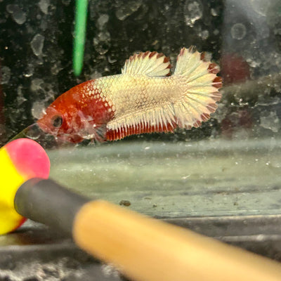 Red Fancy Copper Plakat - Female Betta A88
