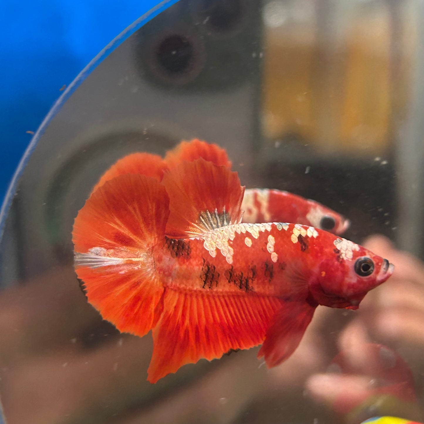 Red Gold Galaxy Plakat - Male Betta 103