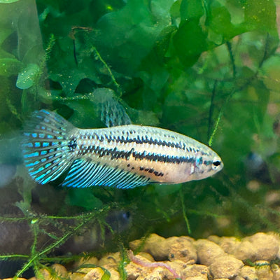 Green Wild Mahachai - Female Betta