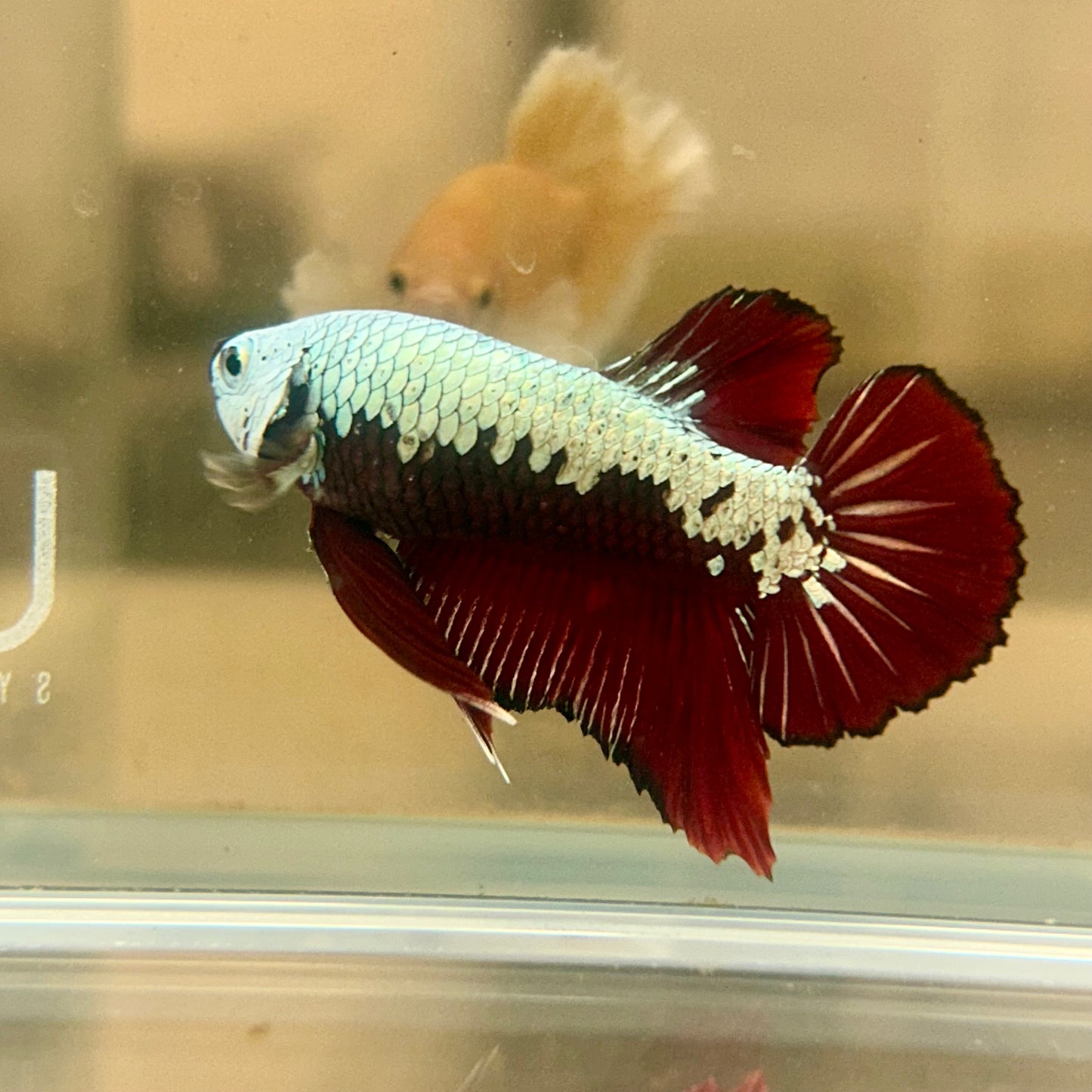 Blood Samurai Plakat - Male betta 150