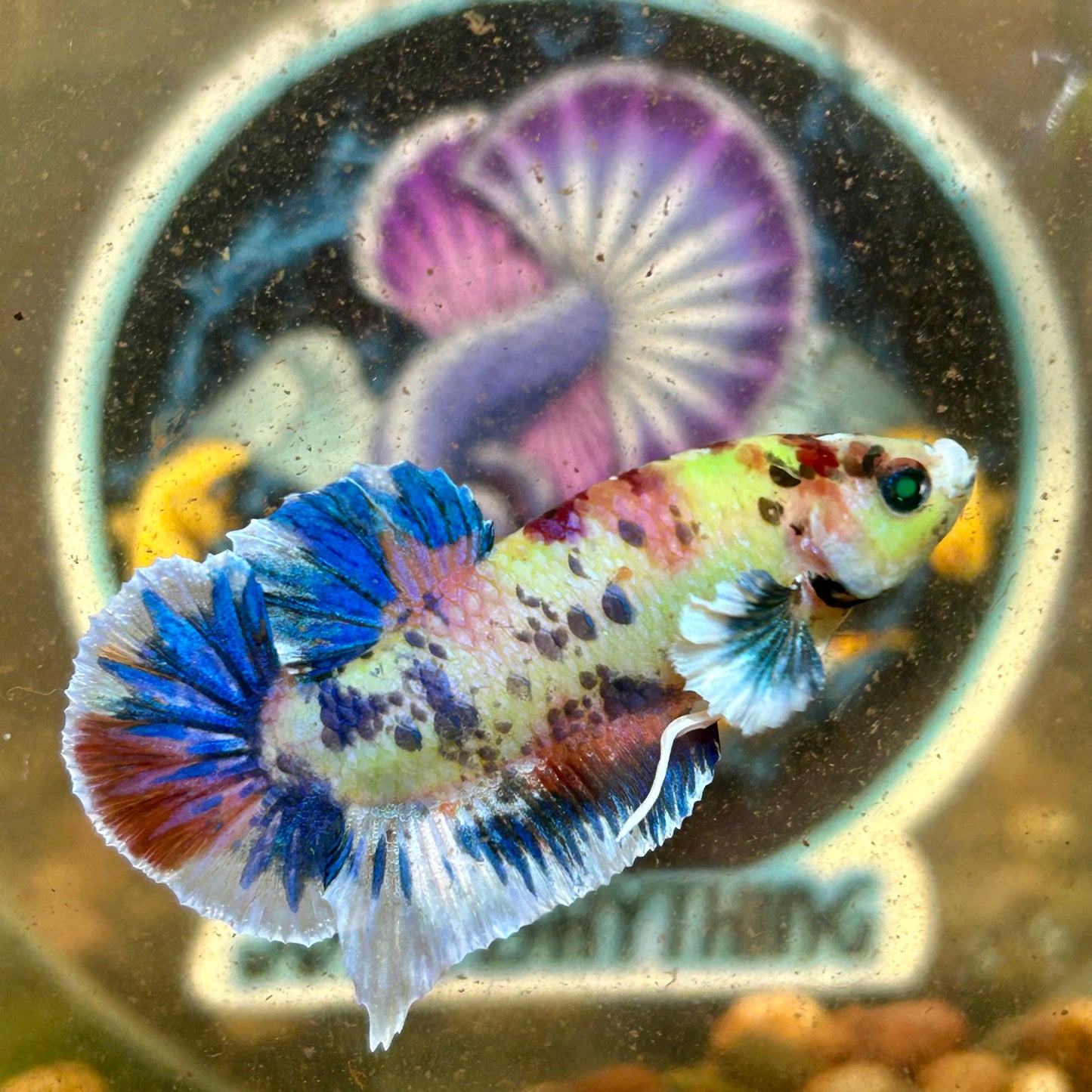 Dumbo Koi Neon Plakat - Male Betta 093