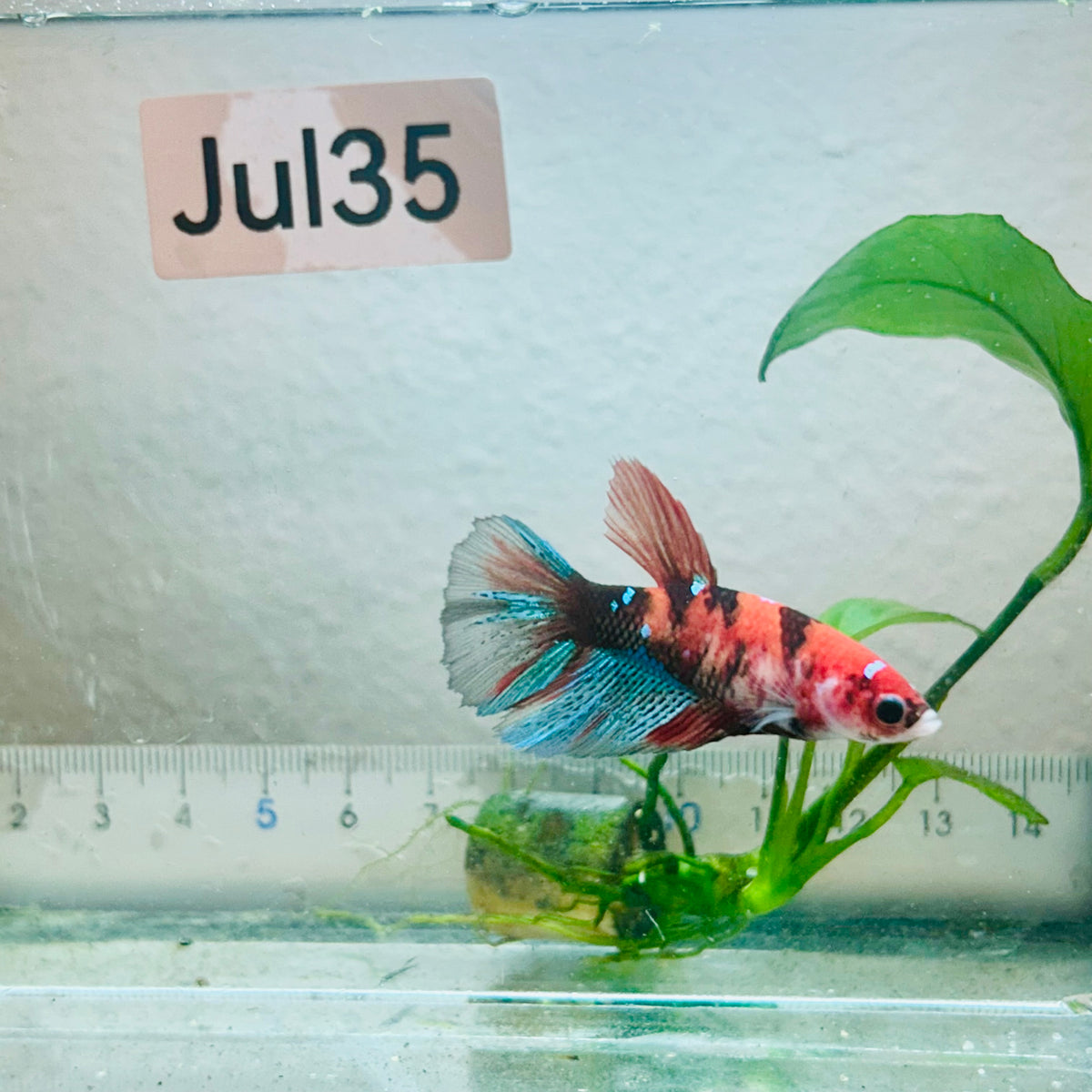 Halfmoon Koi Red Female Betta #Jul35