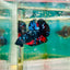 Avarta Stardust Plakat - Male Betta #105