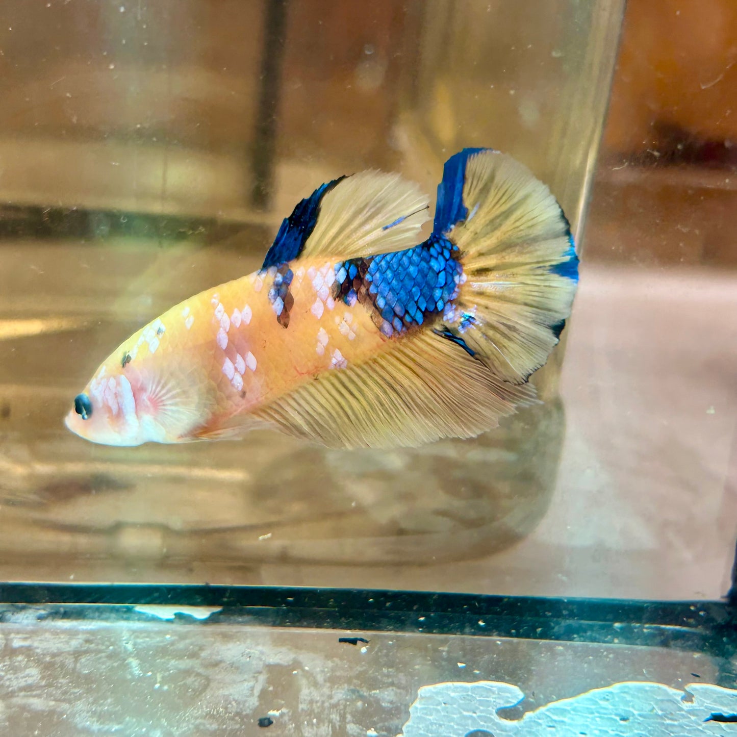 Giant Yellow Koi Plakat - Male Betta BO 5cm 014