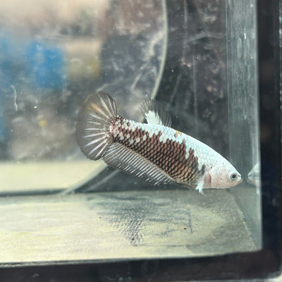 Betta Female Plakat Black Mamba Samurai #D13