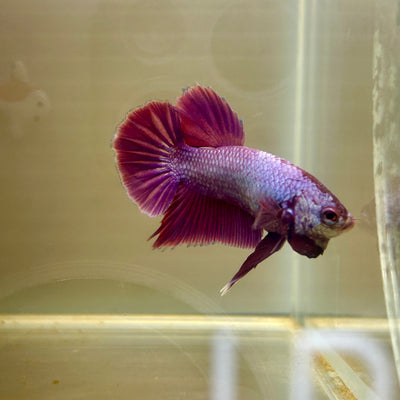 Purple Pink Plakat- Male Betta and 5 female baby betta