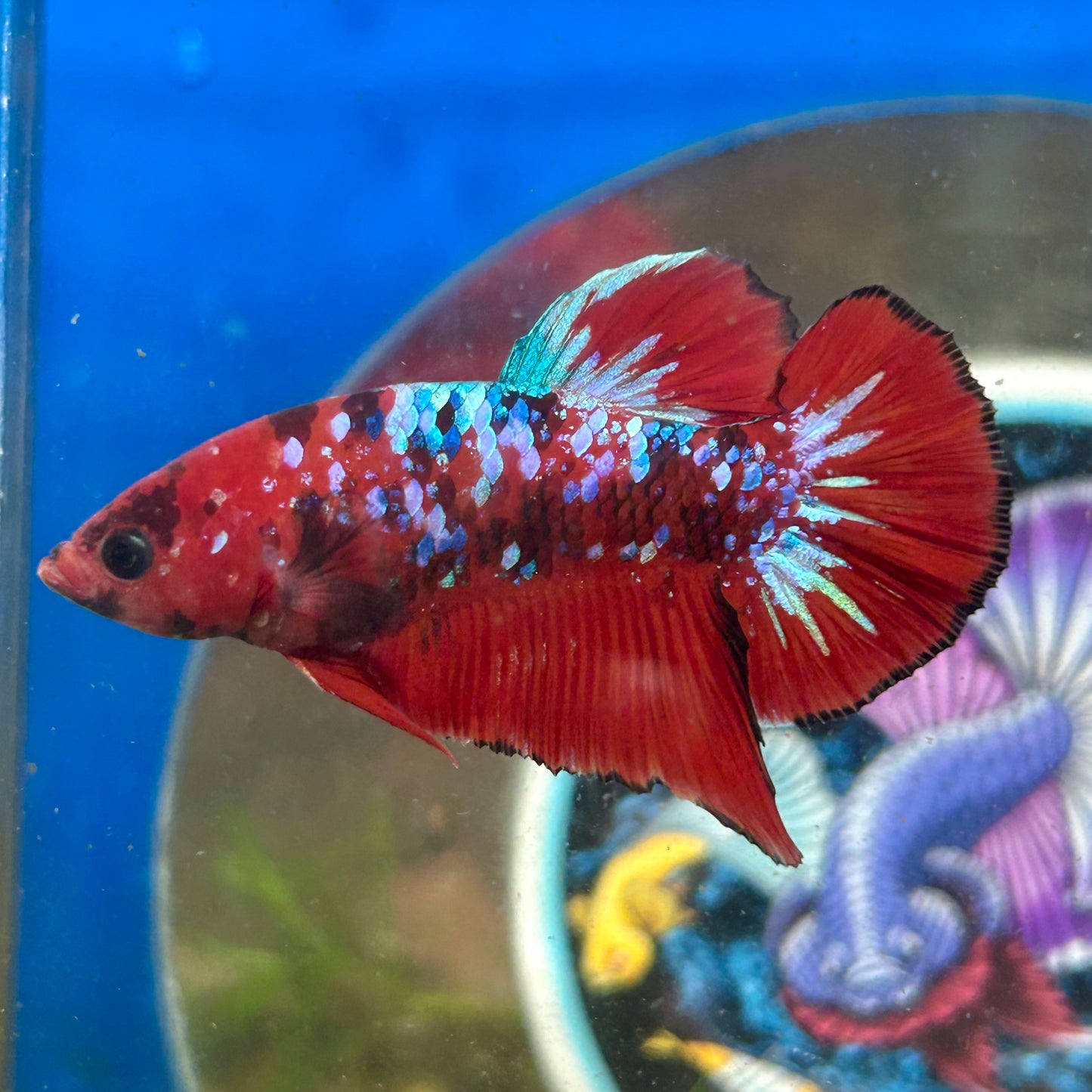 Red Koi Galaxy Plakat - Male Betta 078