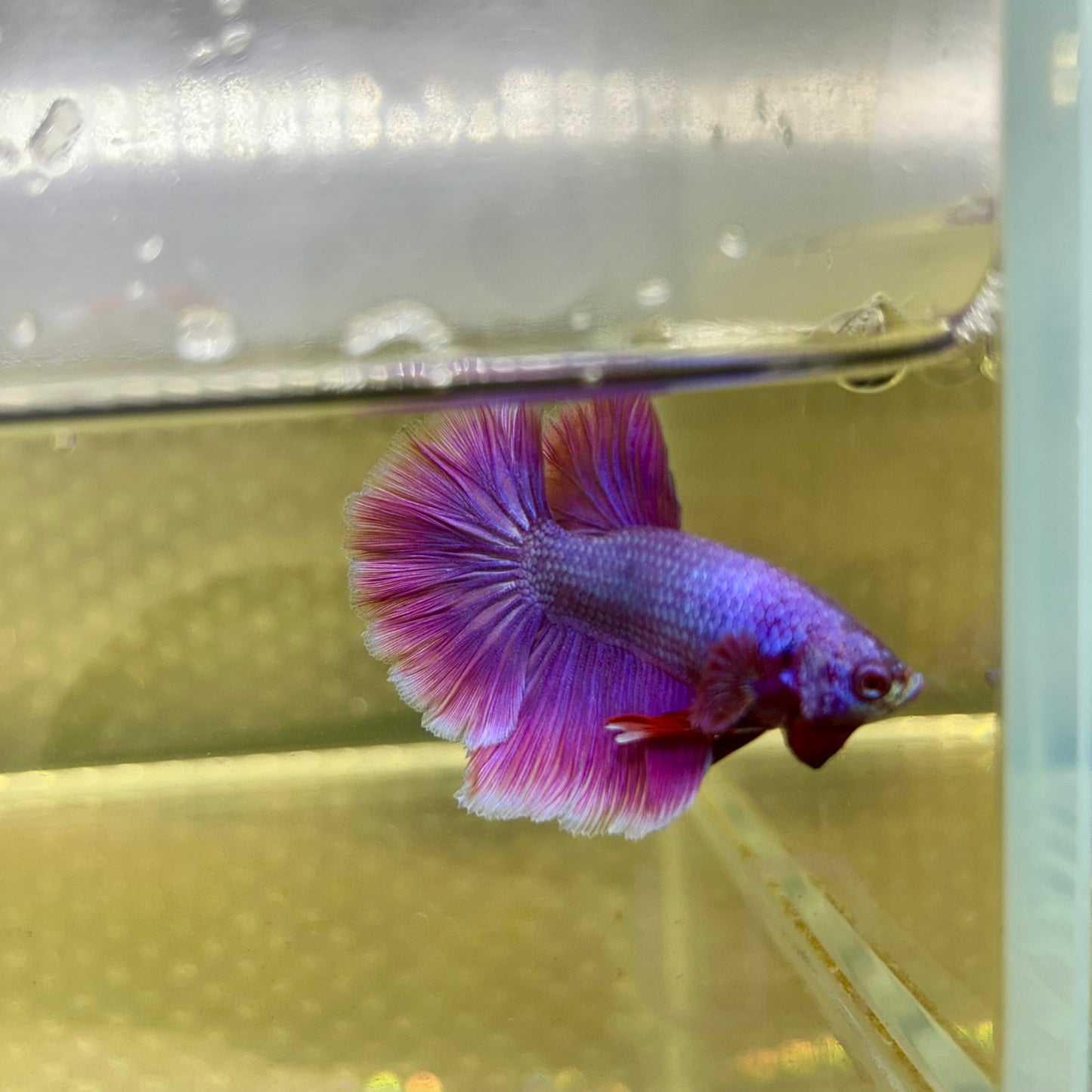 Purple Pink Halfmoon - Male Betta 075