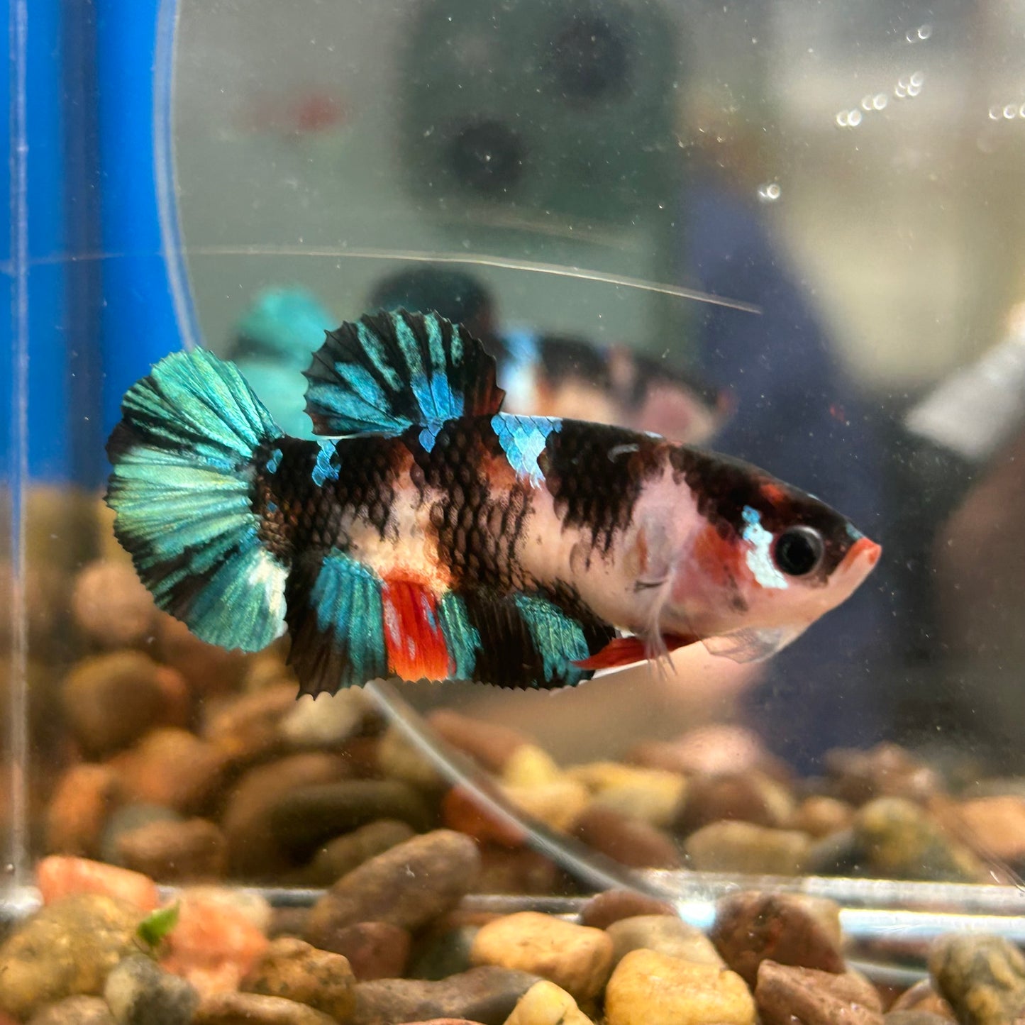 Multicolor Koi Plakat - Female Betta 150