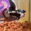 Snow Mamba Plakat - Male Betta 119