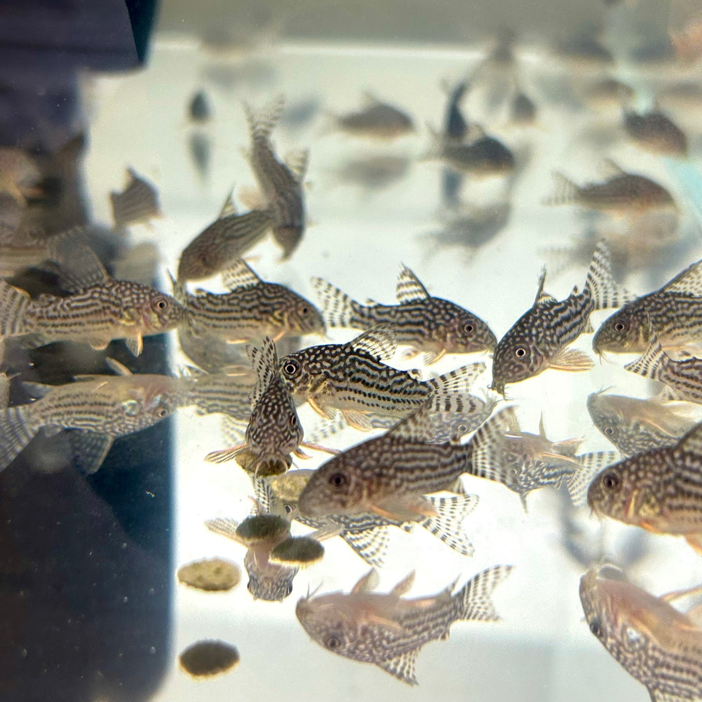 Sterbai Corydoras