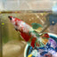 Koi Copper Plakat - Female Betta 035