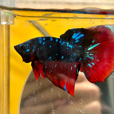 Avarta Vampire Stardust Halfmoon - Male Betta 097