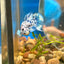 Blue Marble Dot Plakat - Male betta 015