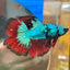 Avarta Vampire Halfmoon - Male Betta 013