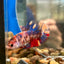 Multicolor Koi Plakat - Female Betta 038