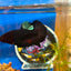 Blacklight Avarta Plakat - Male Betta 052