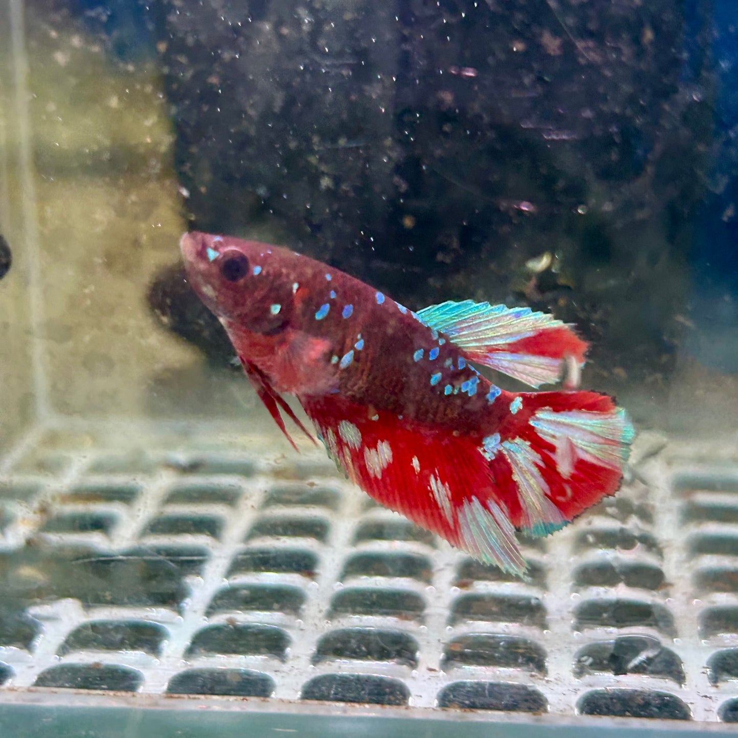 Vampire Avarta Halfmoon - Female Betta 146