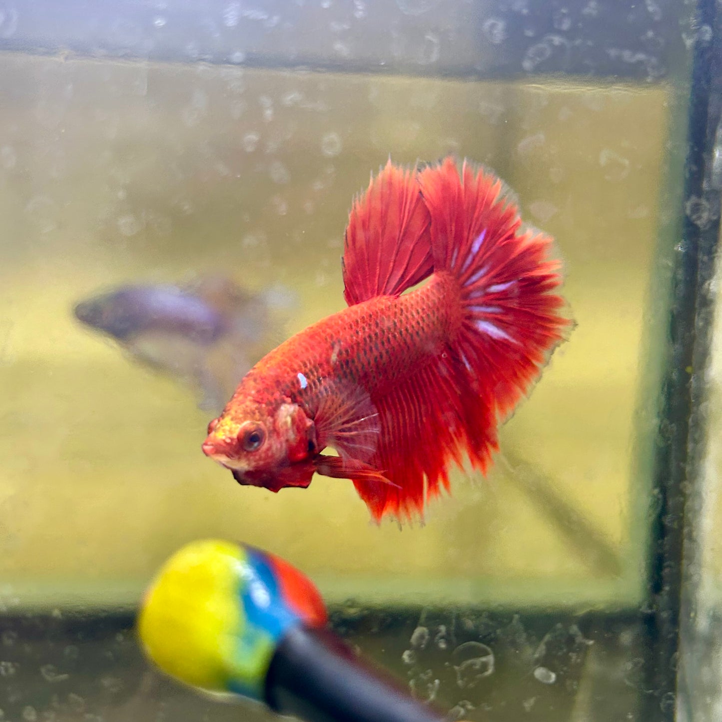 Red Koi Galaxy Halfmoon - Male Betta 161