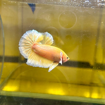 Dumbo Gold Vanda Plakat - Male Betta 149