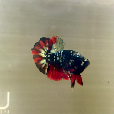 Vampire Copper Avarta Plakat - Male Betta 030