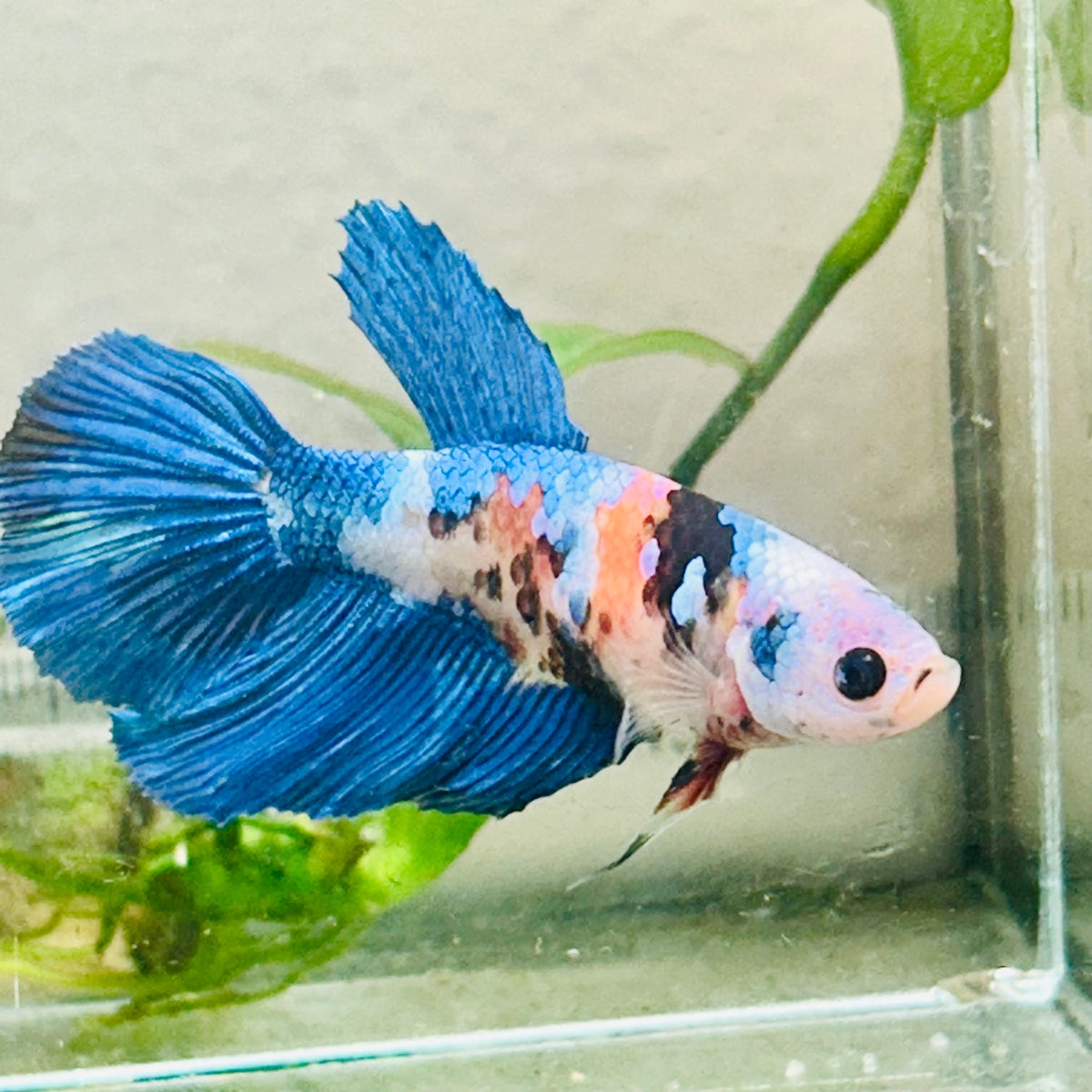Halfmoon white Masked Candy Female Betta #Jul48