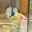 Giant Yellow Koi Plakat - Male Betta BO 5cm 014