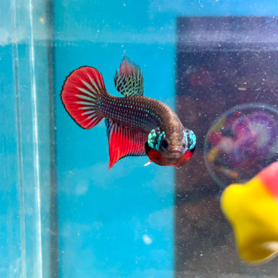 Wild Imbellis Green - Male Betta 045